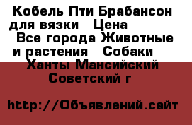 Кобель Пти Брабансон для вязки › Цена ­ 30 000 - Все города Животные и растения » Собаки   . Ханты-Мансийский,Советский г.